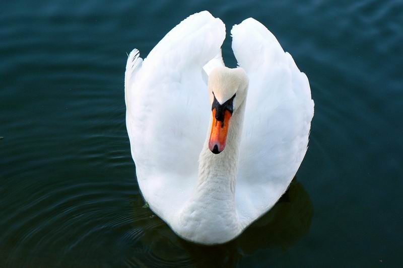 White swan