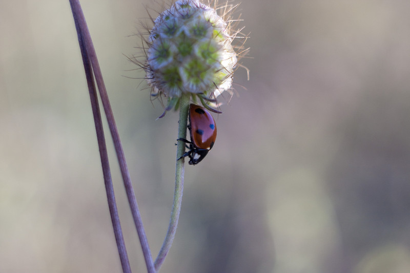 Ladybug 3