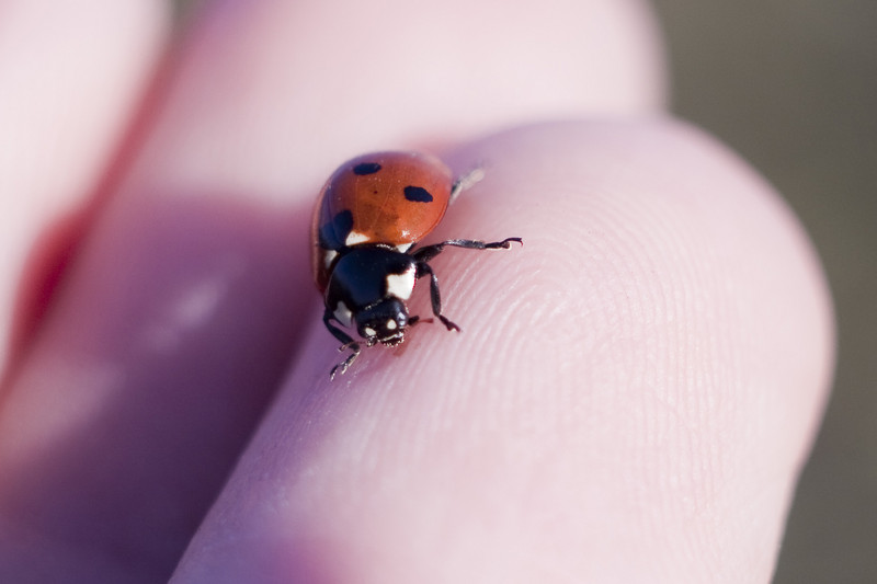 Ladybug 4