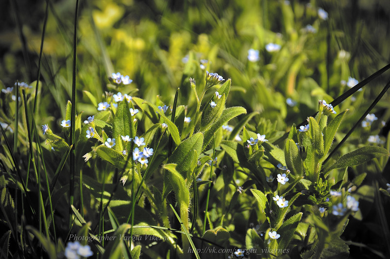 Little flowers